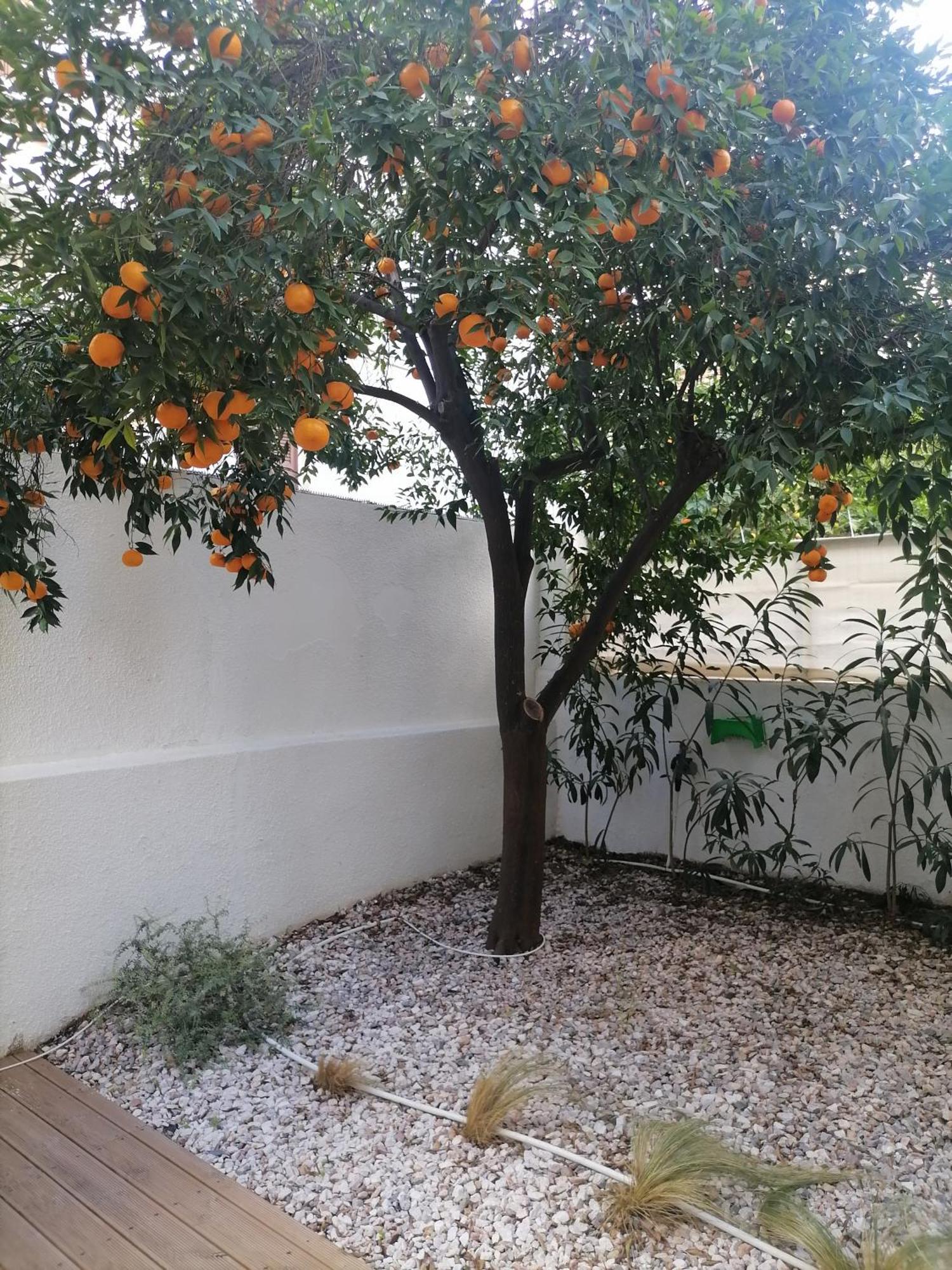 Viktoria's Garden *